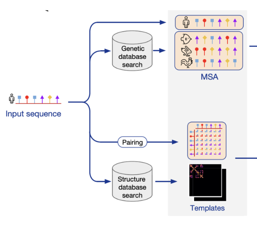 AlphaFold's input representation